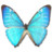 Morpho Zephyritis Male Icon